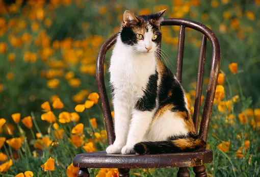 Um gato sentado em uma cadeira.